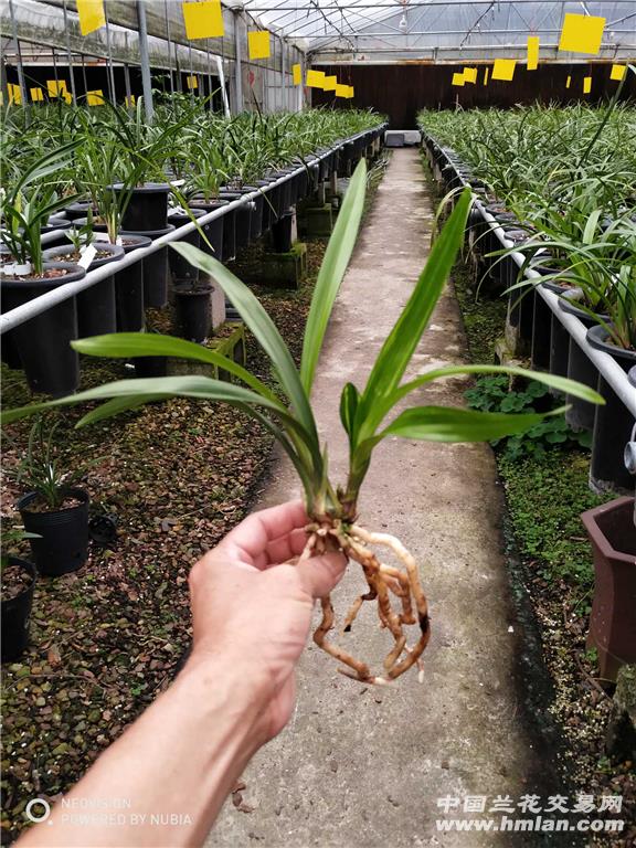 所有分类 传统品种 建兰 花艺双全 水晶龙三星蝶3苗带花苞