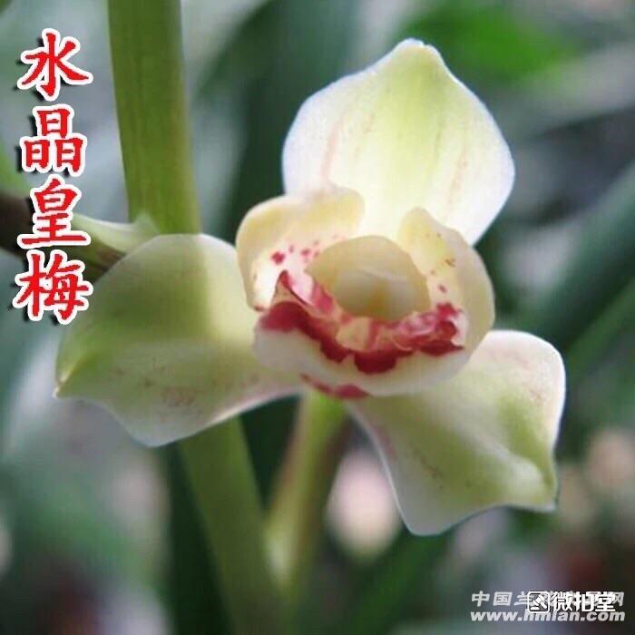 建兰水晶皇梅2壮苗1大芽,漂亮水晶艺 - 中国兰花交易网