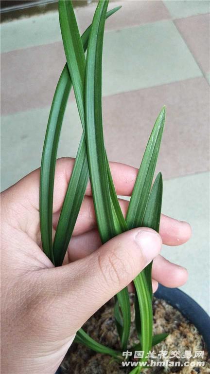 极品莲瓣赌草,中矮草型.叶质硬叶面起皮起兜