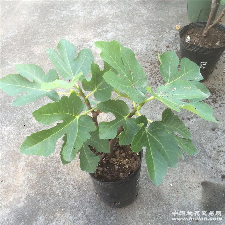无花果苗(美味华丽 芭劳奈 青皮)