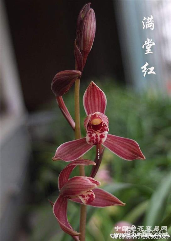 建兰 满堂红 - 兰花网