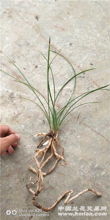 莲瓣兰树型奇花【重拍】