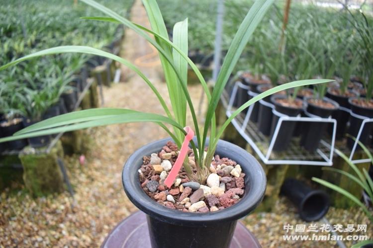 建兰 满堂红