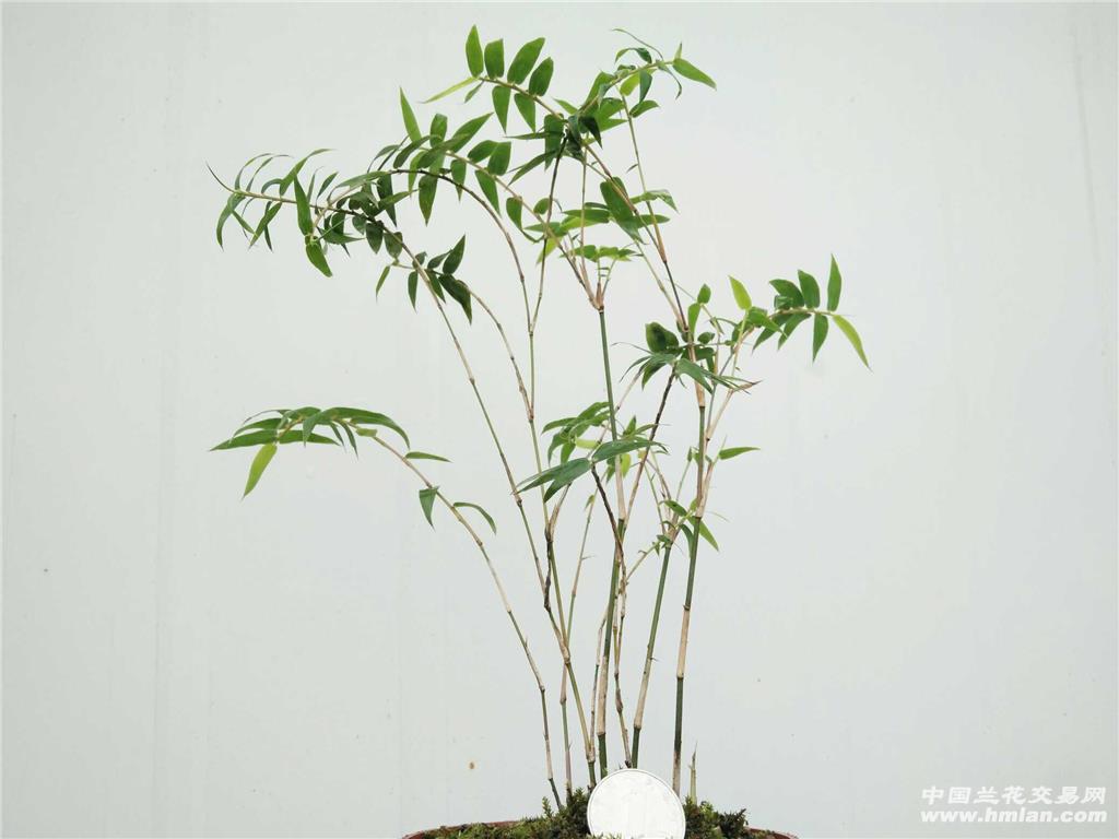 [0起拍]米竹(一)