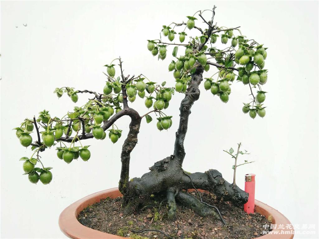 [0起拍]卧杆挂果金弹子