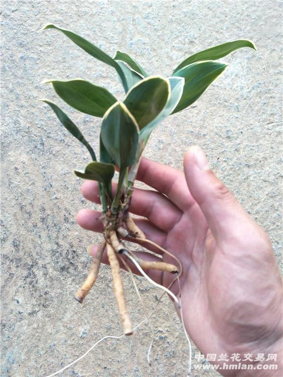 兔耳兰瓷白边艺5苗草(新手勿拍根不太好)