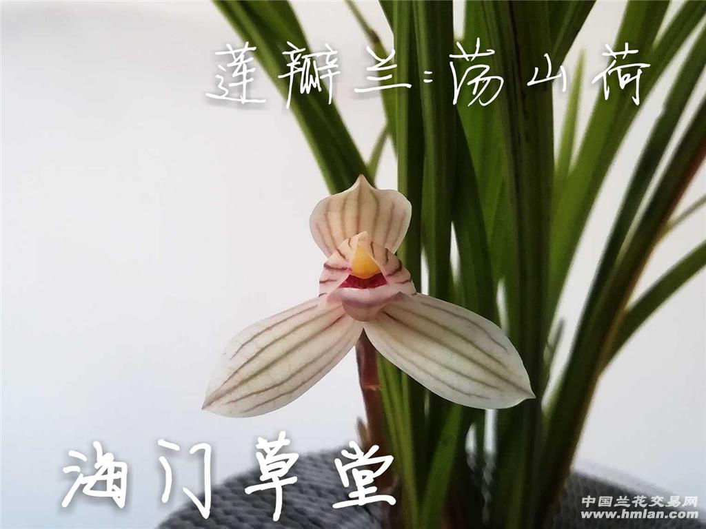 莲瓣兰:荡山荷2