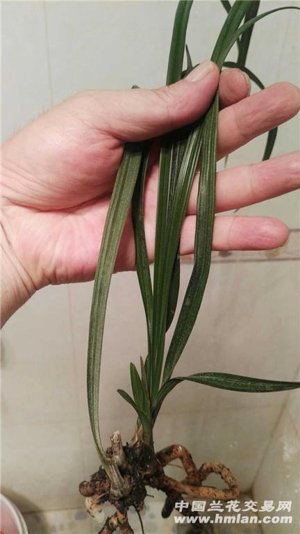 怒江流域宽叶脱水赌荷草 - 中国兰花交易网