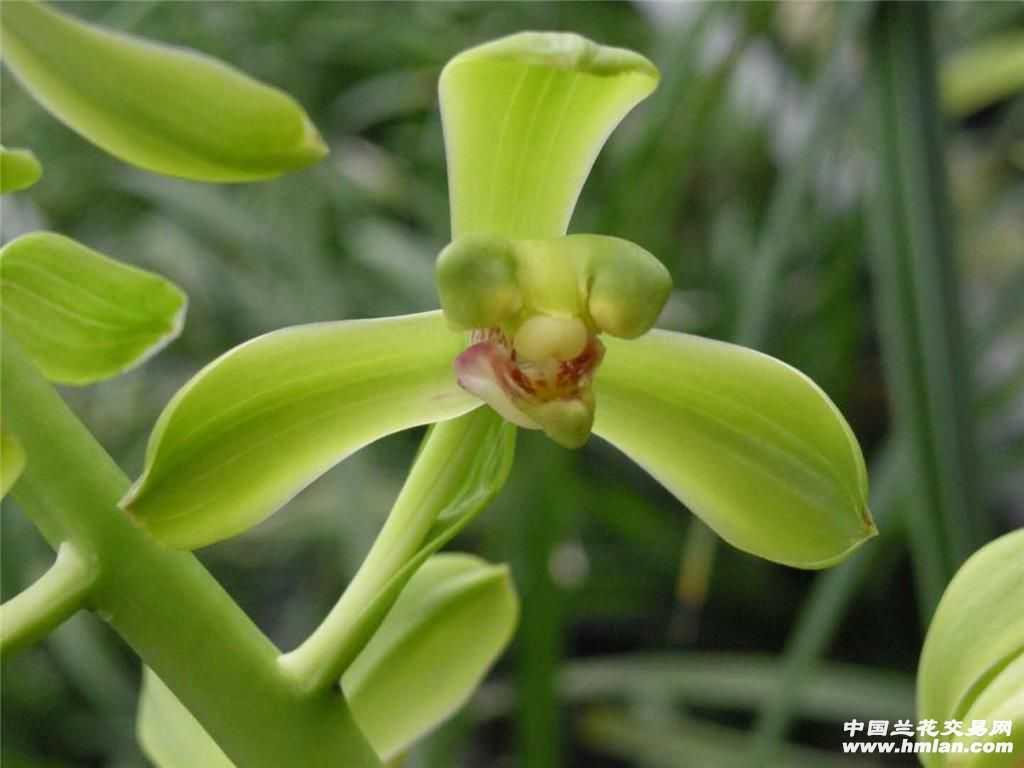 蕙兰(老极品)带芽