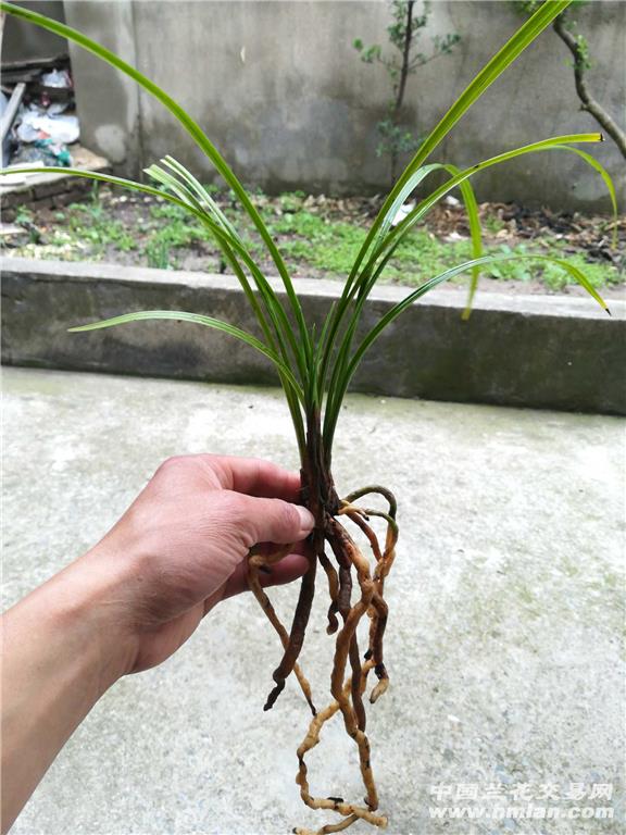 莲瓣兰:荡山荷1