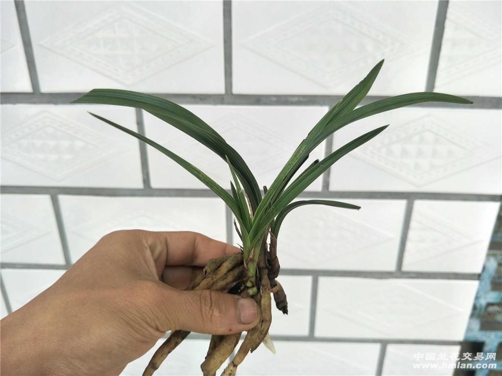 蕙兰水晶散斑