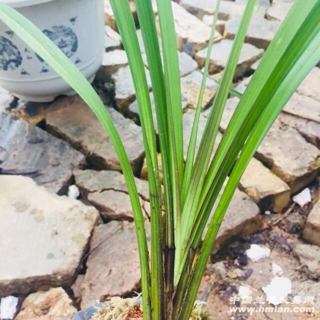 文山下山秋枝高级赌草 - 中国兰花交易网