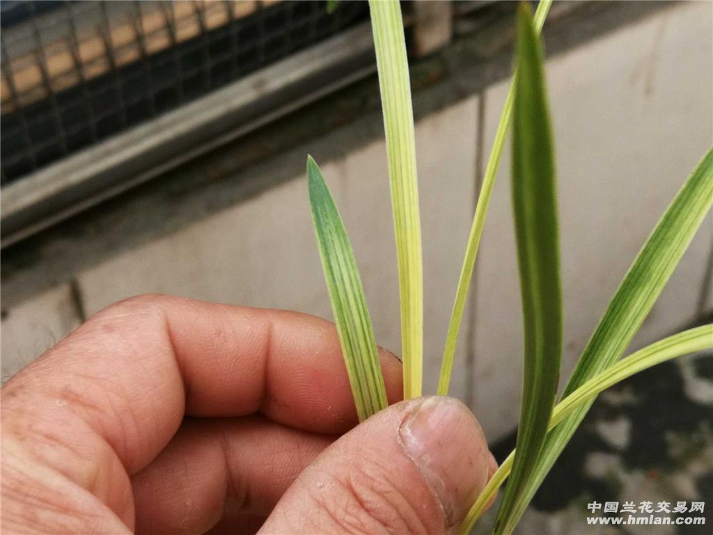春兰散斑艺带丝2苗带1小芽 - 中国兰花交易网