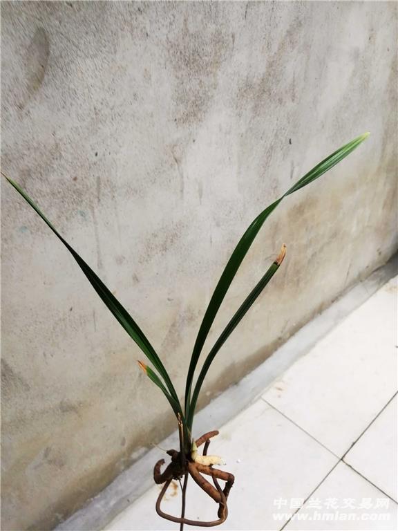 学林荷