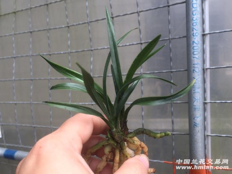 春兰绿云3苗2芽