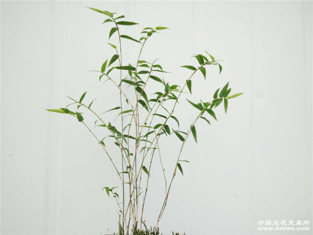 [0起拍]米竹一盆