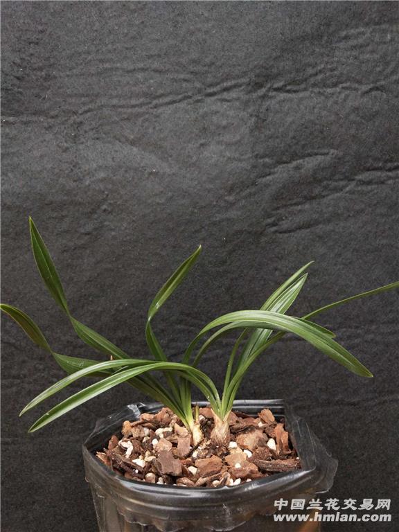 所有分类 下山春兰(型草) 最长叶: 14.5cm, 最宽叶:0.图片
