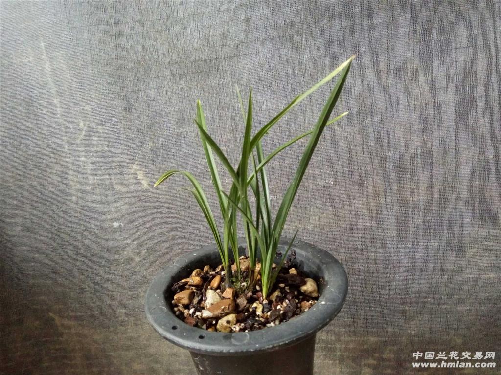 春兰:杨氏素荷
