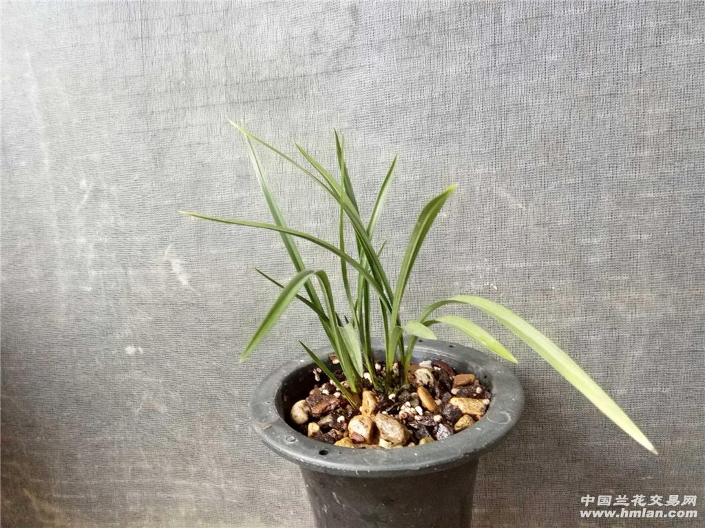 春兰:杨氏素荷