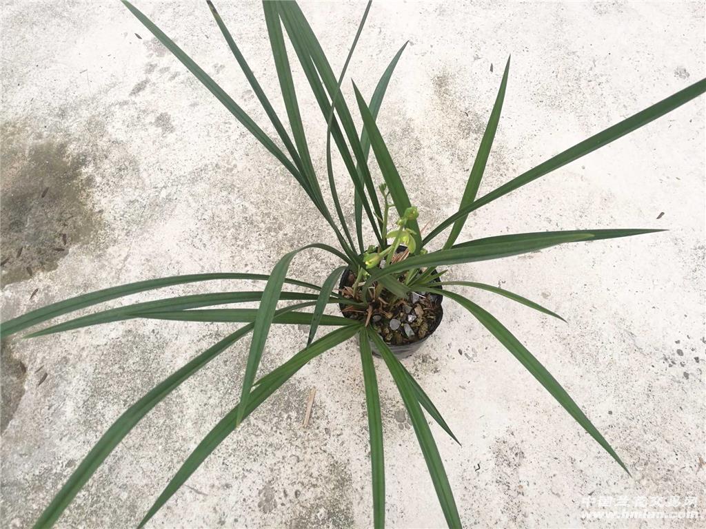茶城榜荷@子母苗 - 中国兰花交易网
