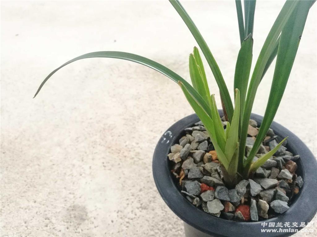 建兰*黑水晶 - 中国兰花交易网