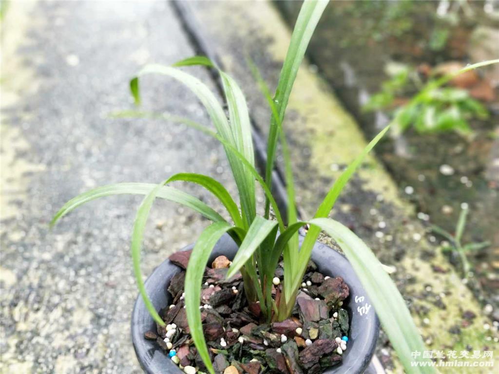 带花苞建兰仙山红