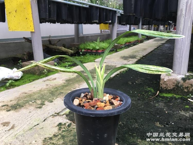 墨兰新品胭脂红荷前垄壮苗带芽