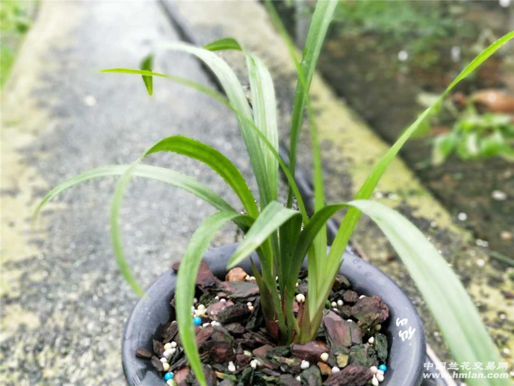 带花苞建兰仙山红