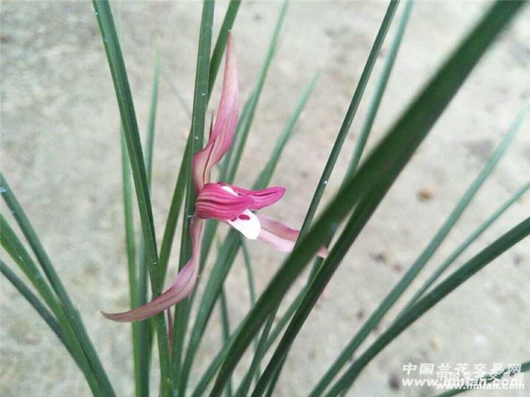 春兰吴凤红花,花开漂亮,3苗1芽 - 中国兰花交易网