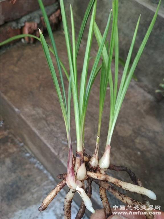 昆明本地春兰蝶花
