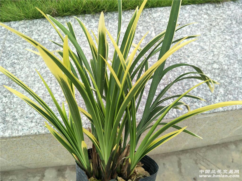 特大盆14苗1花苞靓艺《锦旗》 - 中国兰花交易网