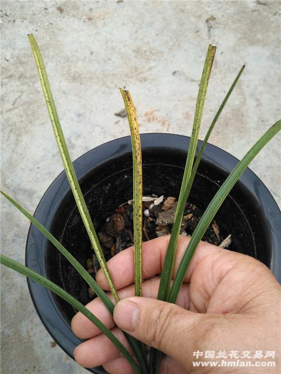 蕙兰连苗丝缟带双芽