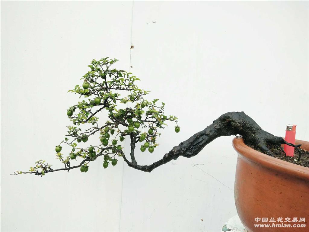 实物拍品:临水式金弹子一棵,重庆纯小叶品种,原生母树,满树果子(樱桃