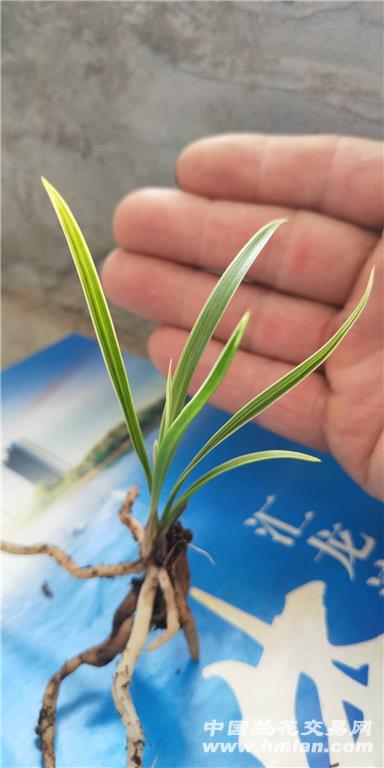 春兰复纶边草 - 中国兰花交易网