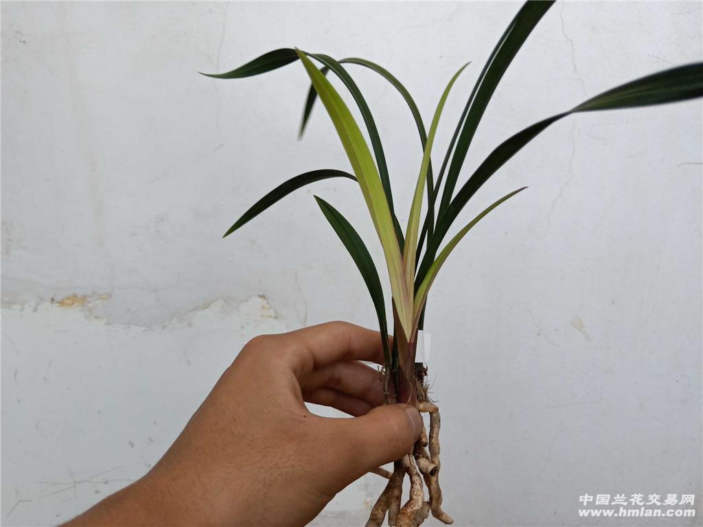 建兰七彩红梅带芽免费寄养
