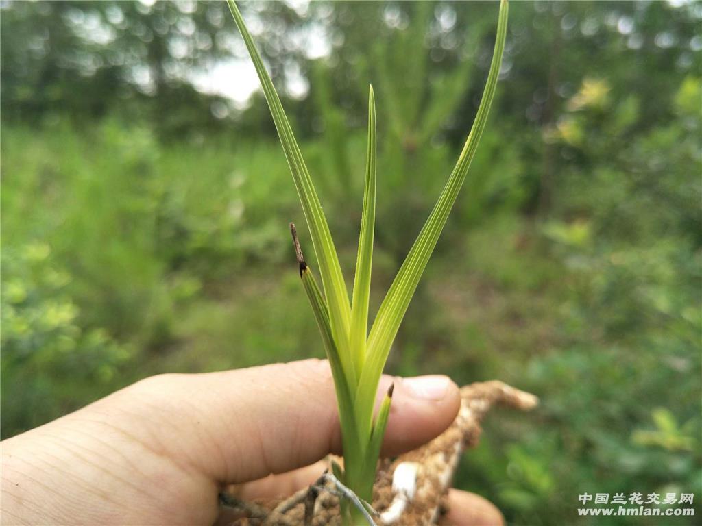 下山蕙兰立叶变异草 - 中国兰花交易网