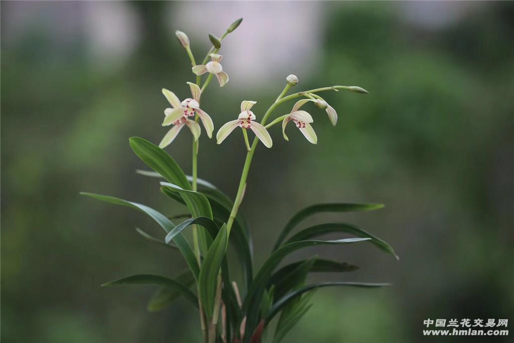 四季矮种【禅月达摩】带花苞 大出架品种 包邮 - 中国兰花交易网