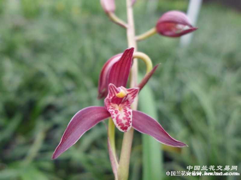 火树红冠