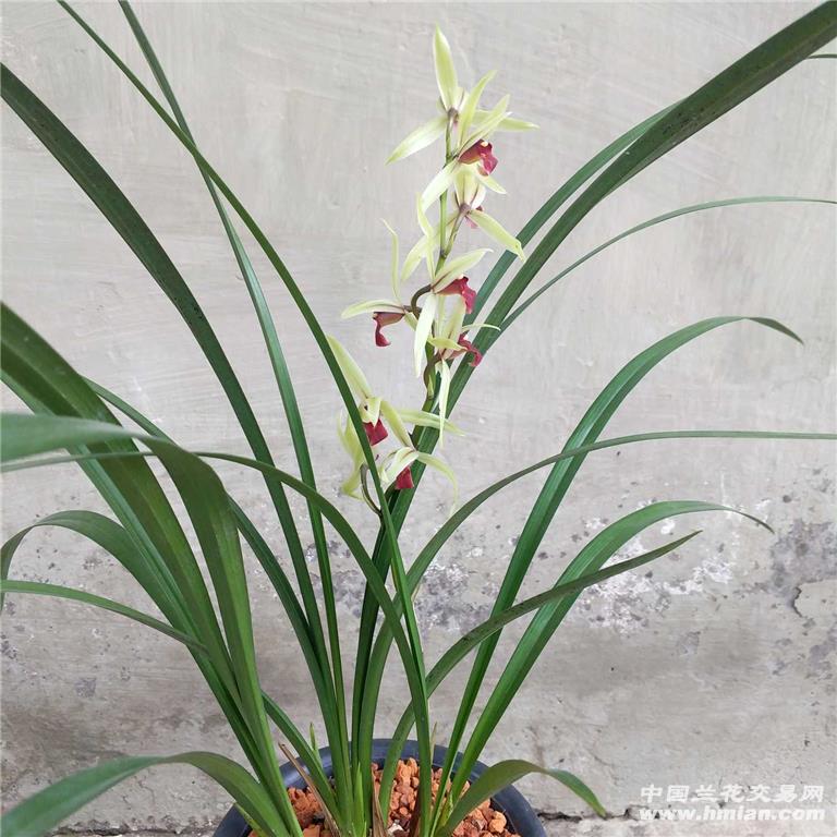 夏寒兰红素6171