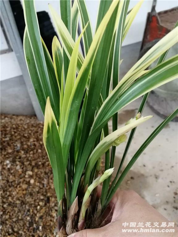 建兰锦旗6苗4花 - 中国兰花交易网