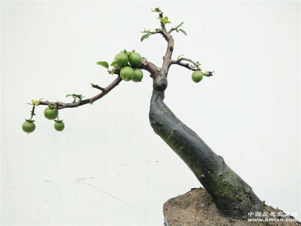 [0起拍]临水式挂果金弹子