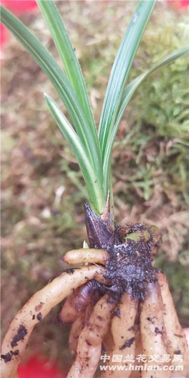 6cm,总叶数:见图 品种来源:本地新品种,草质很好,每叶带艺,来双芽!