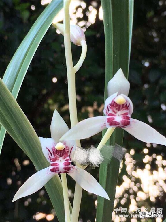 中通包邮建兰雪白花雪芙蓉