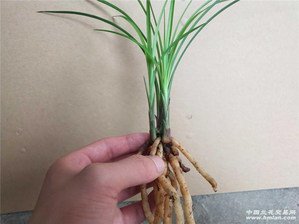 莲瓣:人面桃花 - 中国兰花交易网