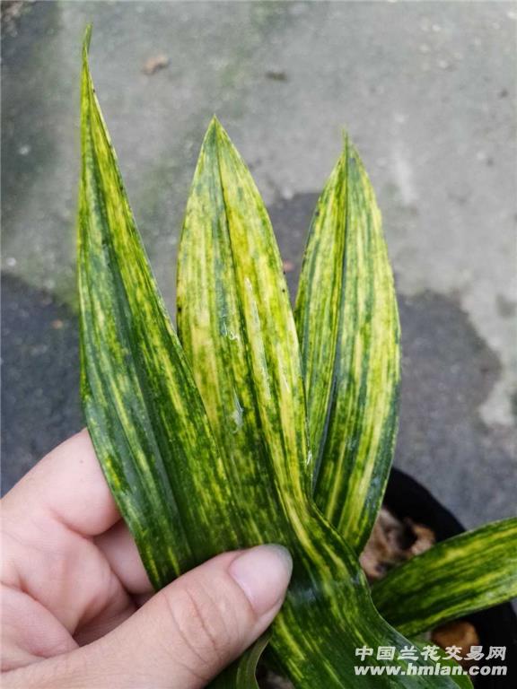 墨兰《虎斑》1苗1芽