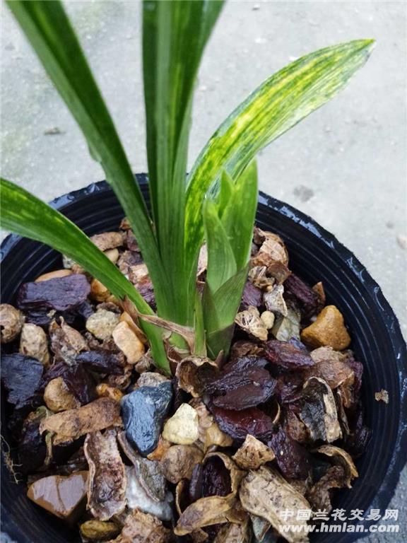 墨兰《虎斑》1苗1芽