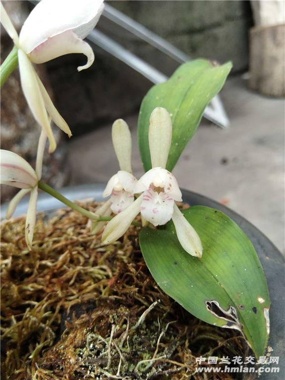 兔耳兰荷瓣两苗一花