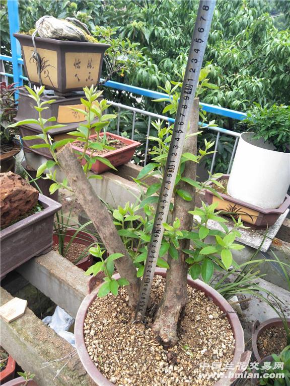 阳台小品映山红双杆