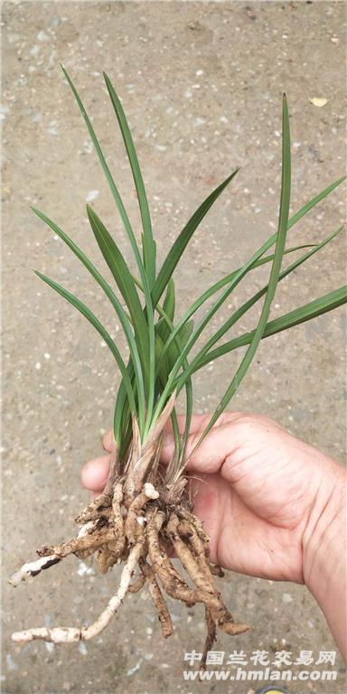 所有分类 春兰正宗下山型草 最长叶:23cm,最宽1.图片