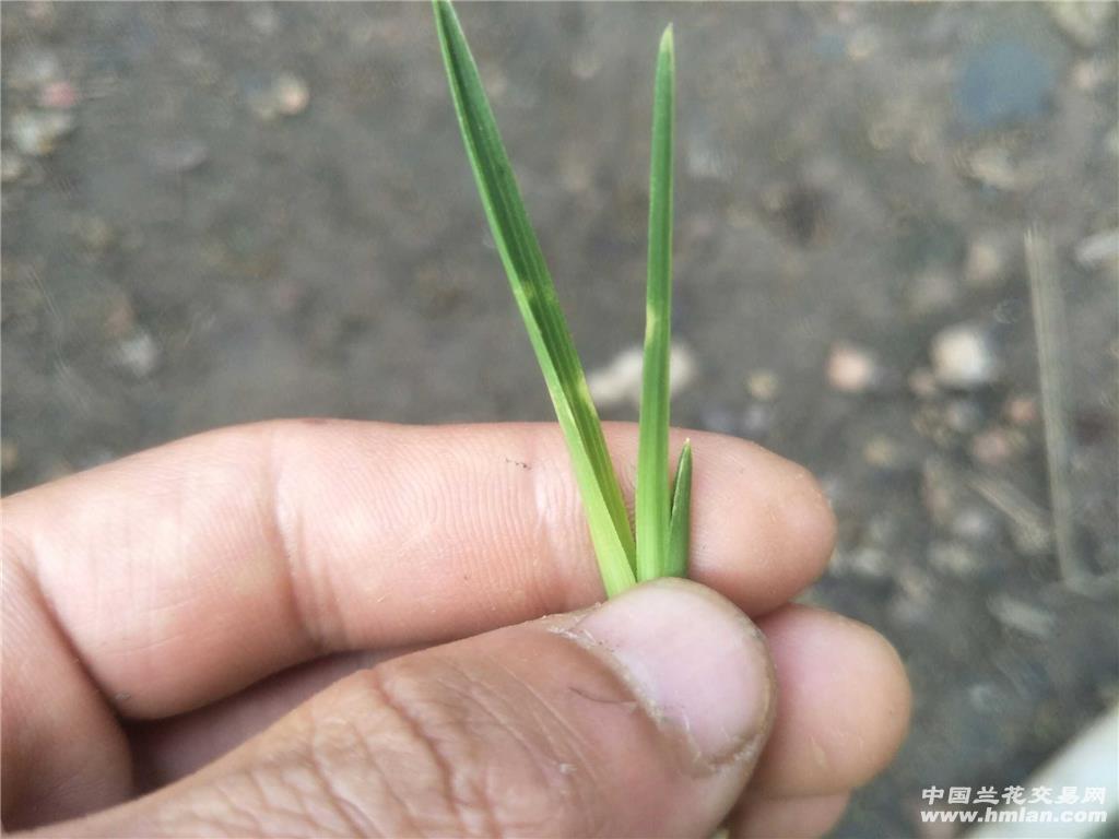 下山蕙兰龙根小斑草